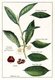 United Kingdom: Botanical drawing of different types of tea, 1915